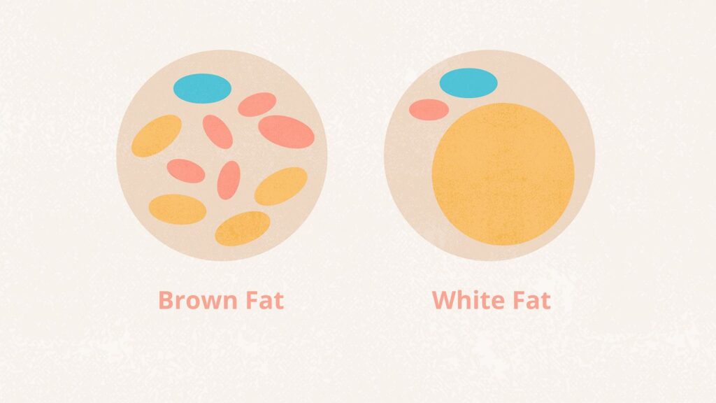 Unlocking Brown Fat: A Key to Obesity Treatment